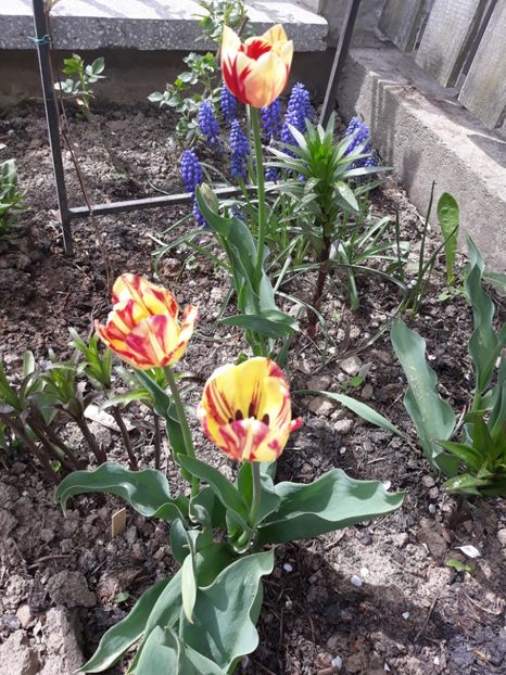  - Floricele de primăvară- 2019
