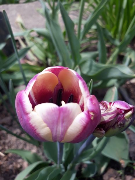  - Floricele de primăvară- 2019