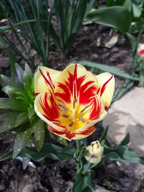  - Floricele de primăvară- 2019