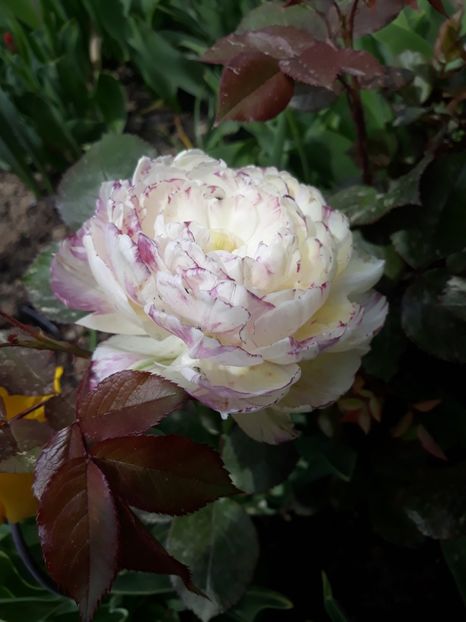  - Floricele de primăvară- 2019