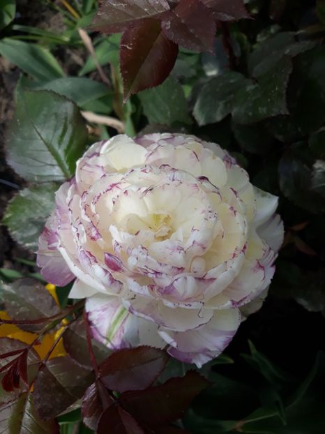  - Floricele de primăvară- 2019