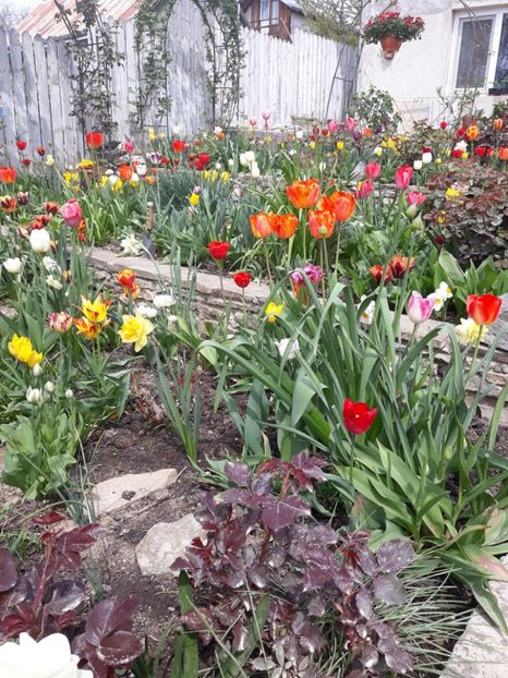  - Floricele de primăvară- 2019