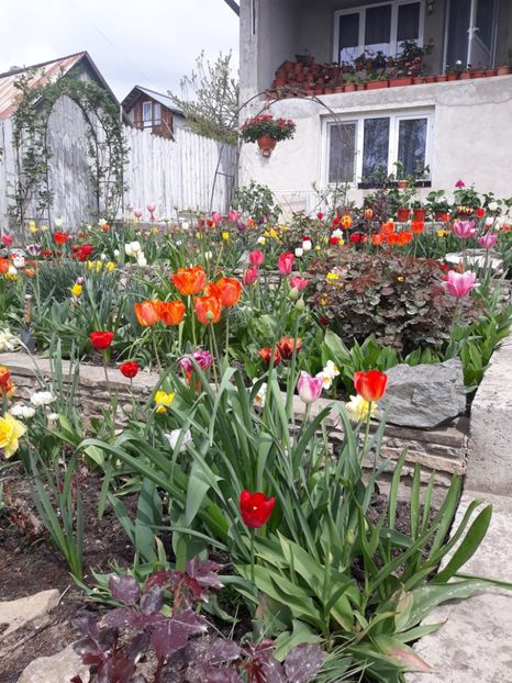  - Floricele de primăvară- 2019