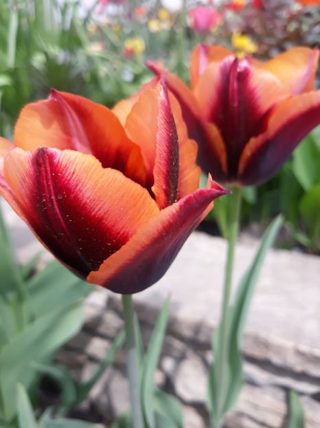  - Floricele de primăvară- 2019