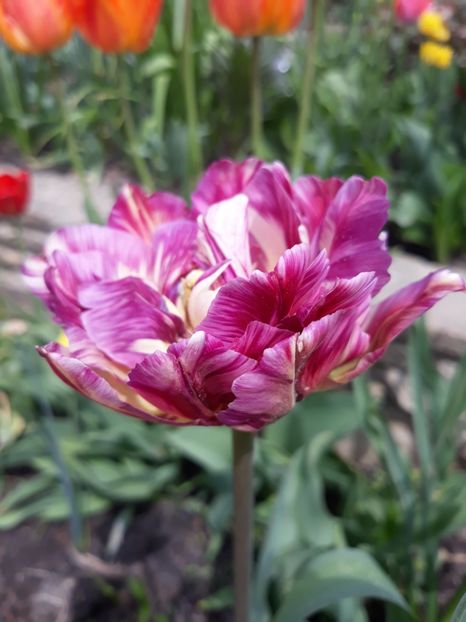  - Floricele de primăvară- 2019