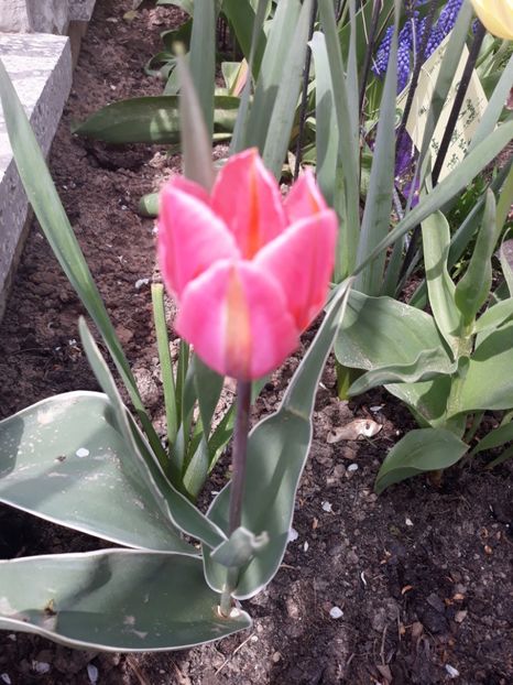  - Floricele de primăvară- 2019