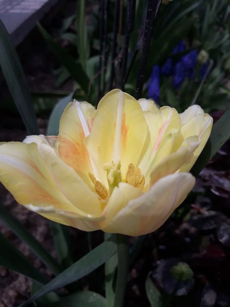  - Floricele de primăvară- 2019