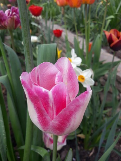  - Floricele de primăvară- 2019