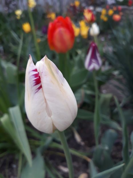  - Floricele de primăvară- 2019