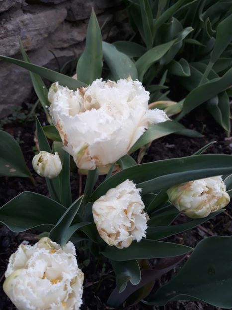  - Floricele de primăvară- 2019