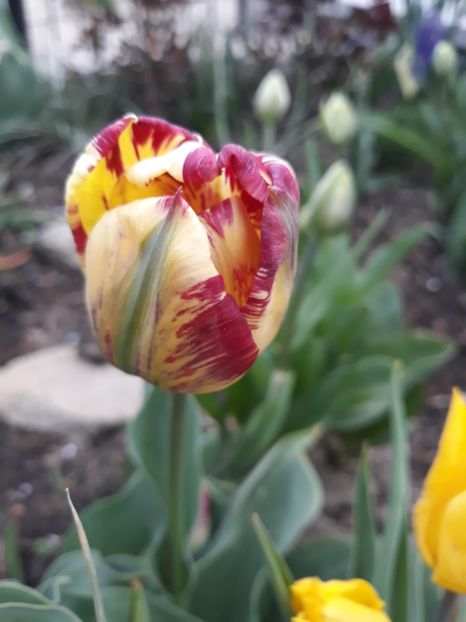  - Floricele de primăvară- 2019