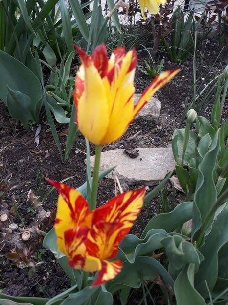  - Floricele de primăvară- 2019