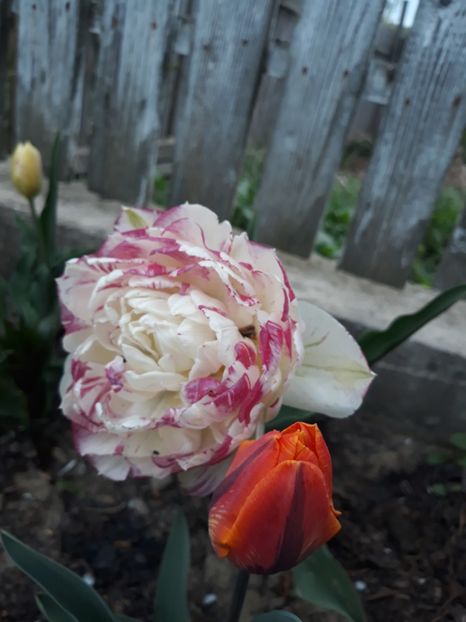 - Floricele de primăvară- 2019