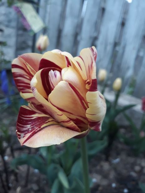  - Floricele de primăvară- 2019