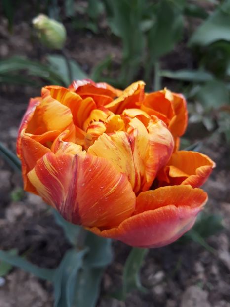  - Floricele de primăvară- 2019
