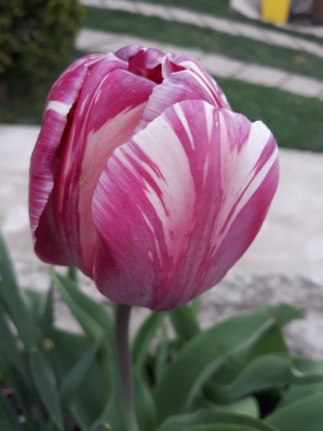  - Floricele de primăvară- 2019