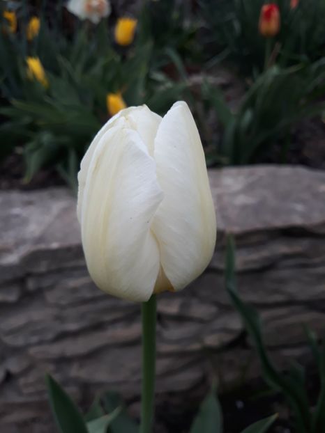  - Floricele de primăvară- 2019