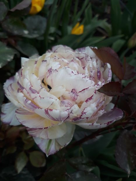  - Floricele de primăvară- 2019