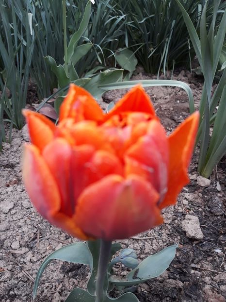  - Floricele de primăvară- 2019