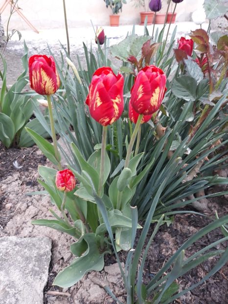  - Floricele de primăvară- 2019
