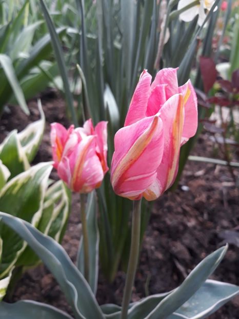 - Floricele de primăvară- 2019