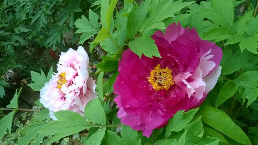 diferiți pe aceeași tufă, Er Qiao - Bujori