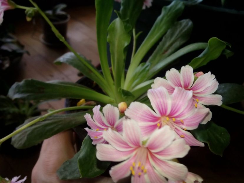  - Lewisia
