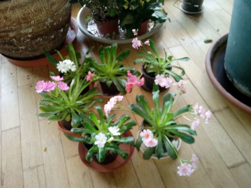  - Lewisia