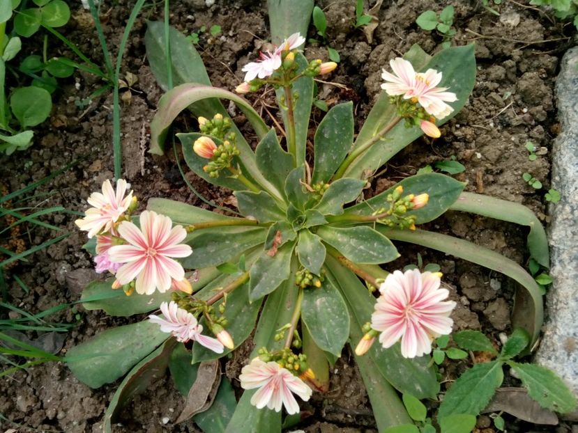  - Lewisia