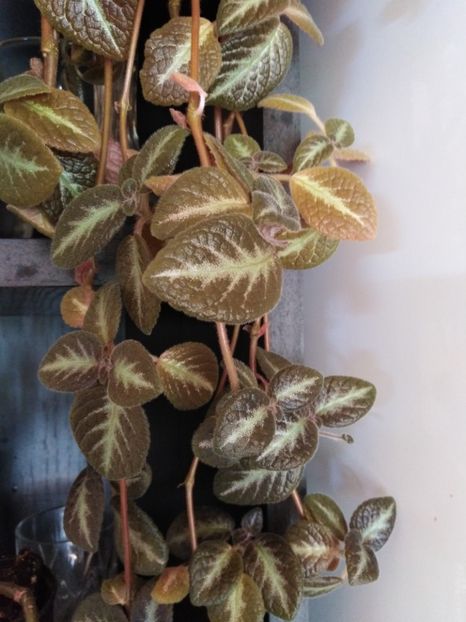  - Episcia