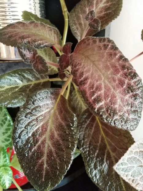  - Episcia