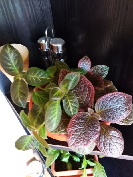  - Episcia