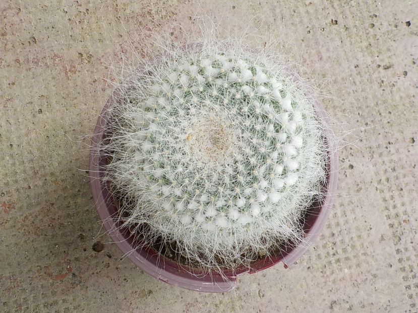  - mammillaria candida