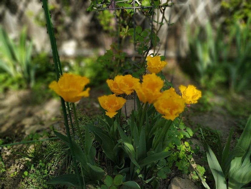  - APRILIE 2019- APRILIE 2020