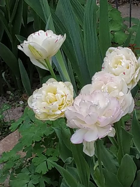  - APRILIE 2019- APRILIE 2020