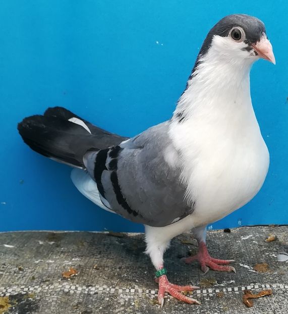  - pui 2019