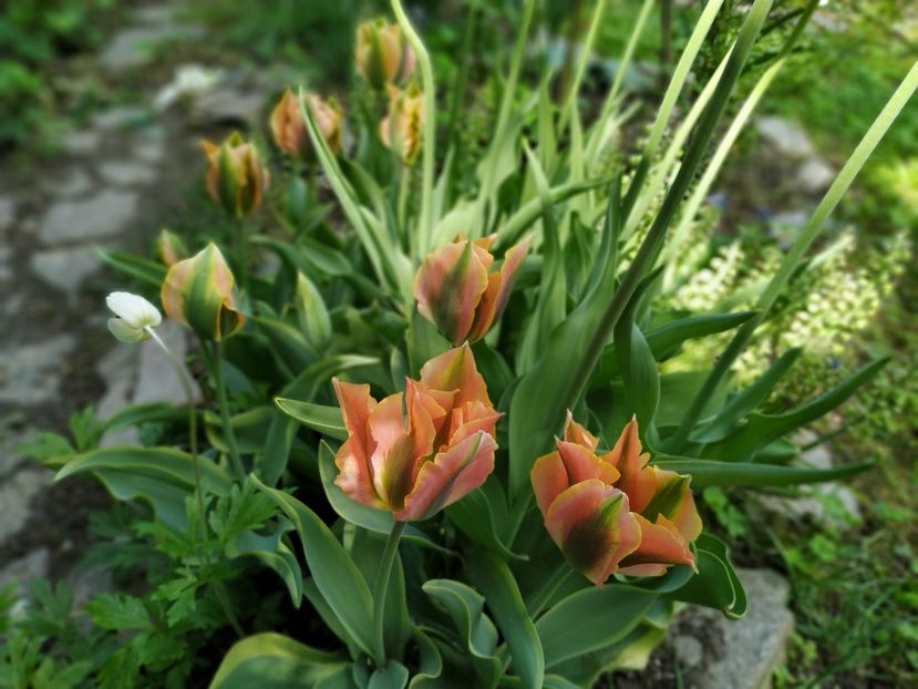  - APRILIE 2019- APRILIE 2020