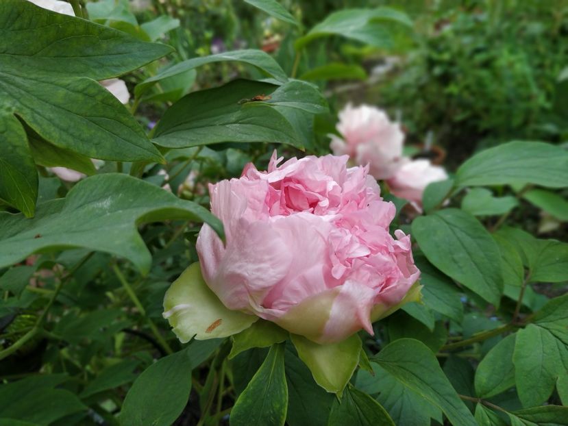  - APRILIE 2019- APRILIE 2020