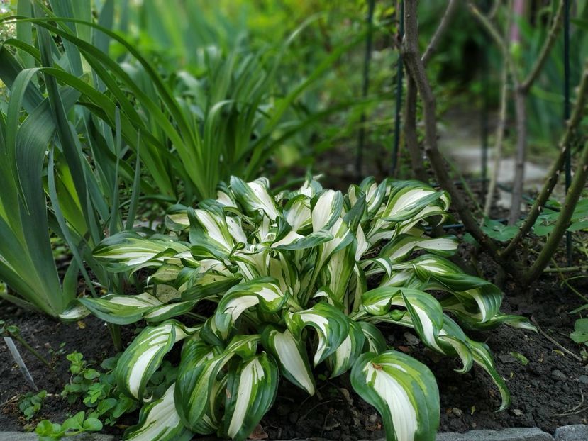  - APRILIE 2019- APRILIE 2020