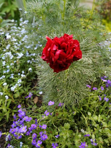  - APRILIE 2019- APRILIE 2020