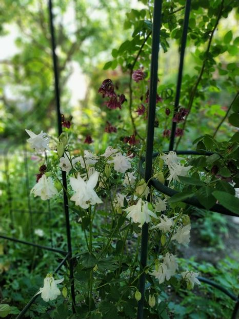  - APRILIE 2019- APRILIE 2020