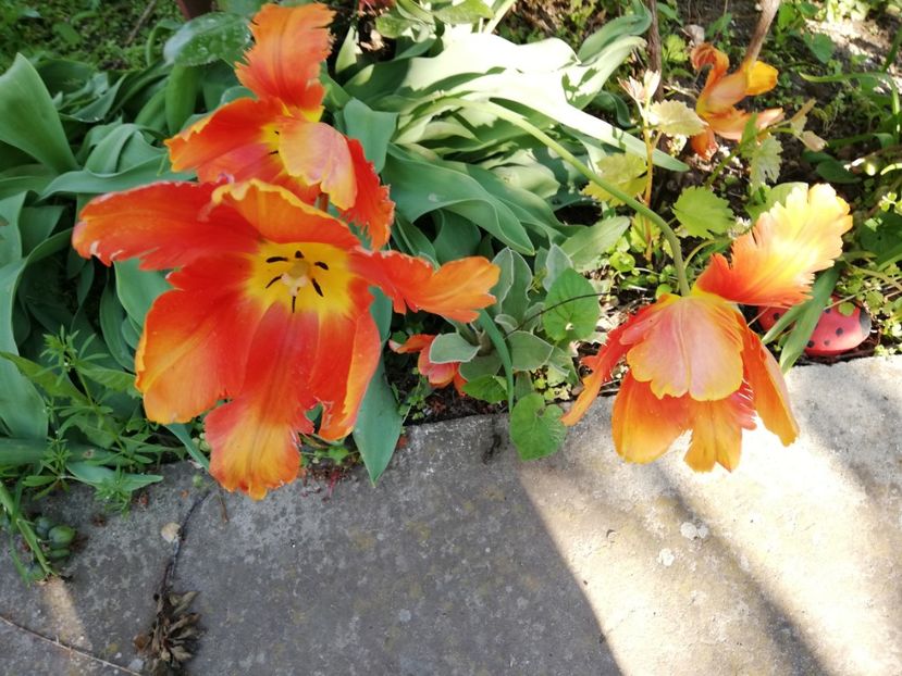  - 0-2019 - De prin curte