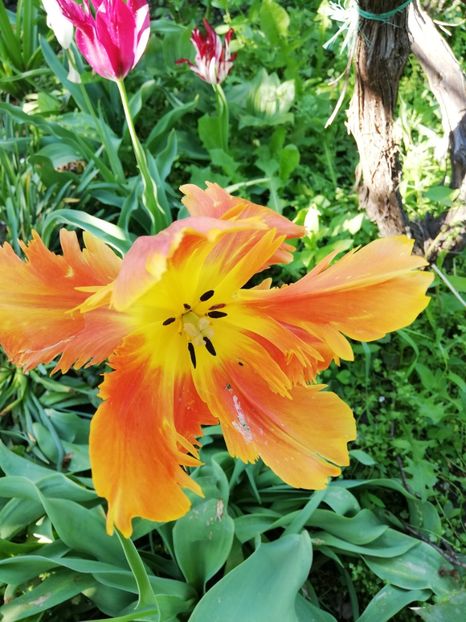  - 0-2019 - De prin curte