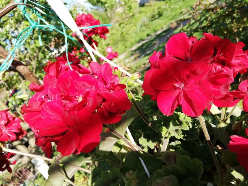  - 0-2019 - De prin curte