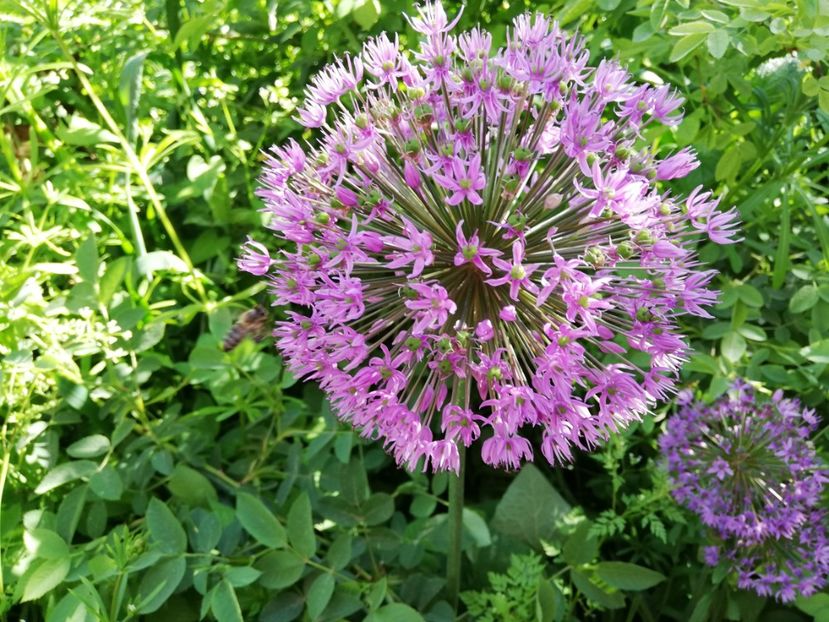  - 0-2019 - De prin curte