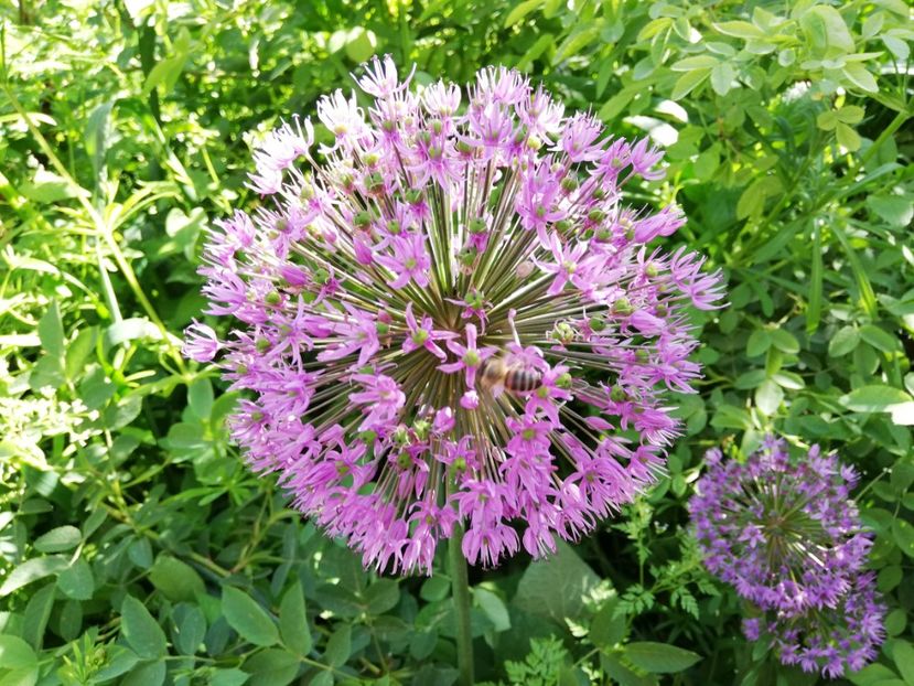  - 0-2019 - De prin curte