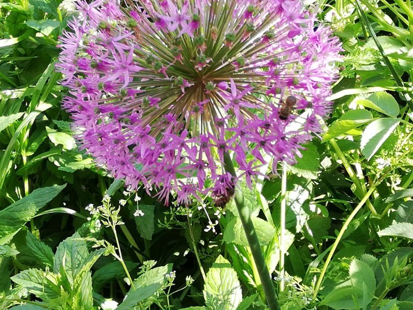  - 0-2019 - De prin curte