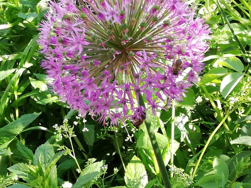  - 0-2019 - De prin curte