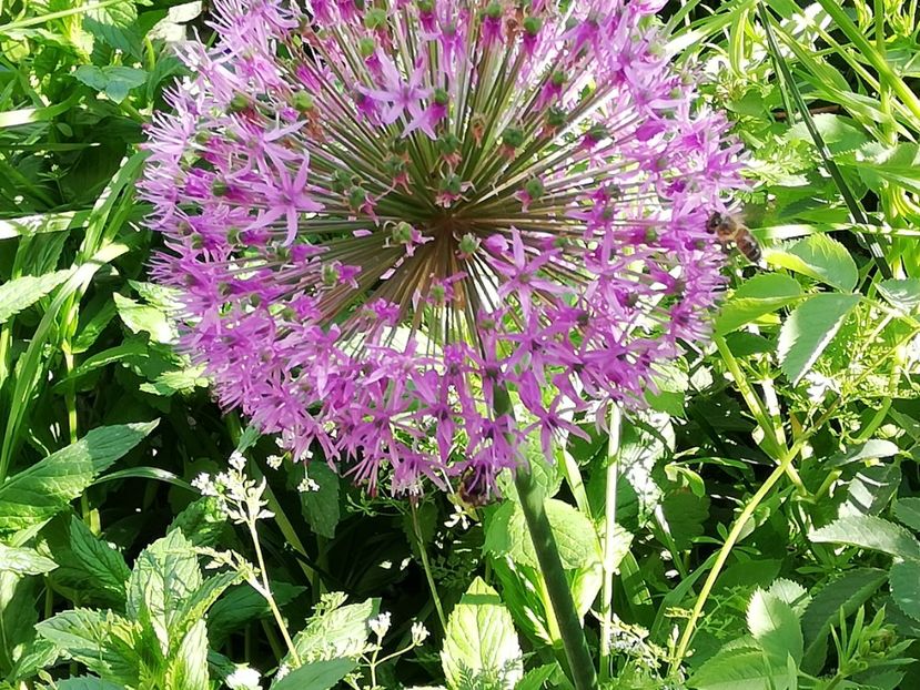  - 0-2019 - De prin curte