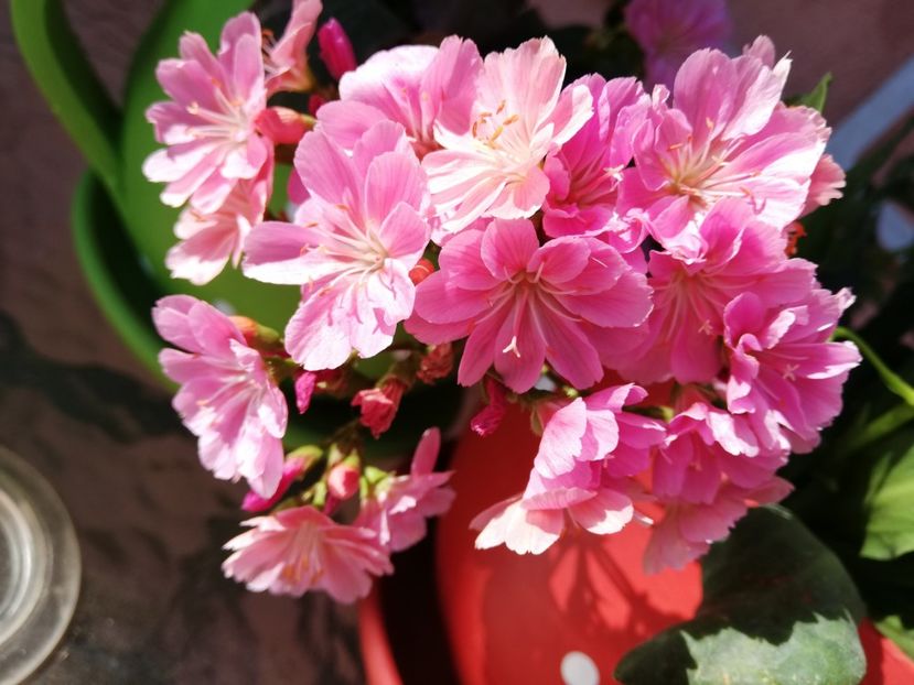  - 0-2019 - De prin curte